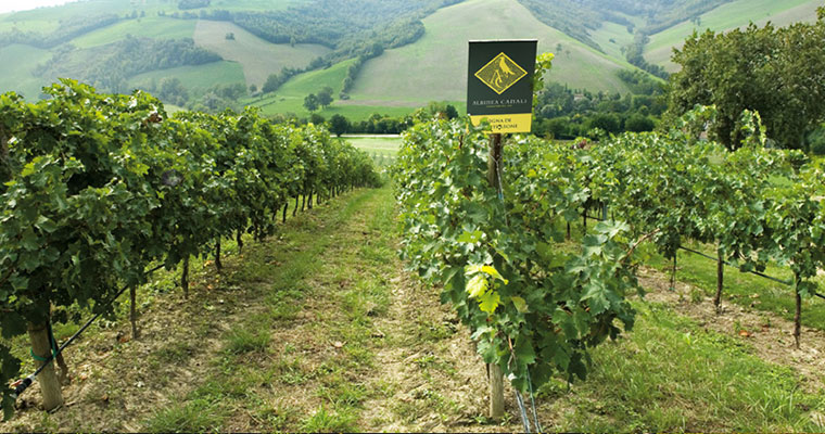 The region of Emilia Romaga is well known for it Lambrusco production
