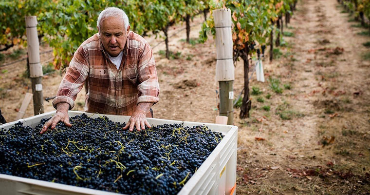 Harvest at Castelli-Knight Ranch at Pax Wines