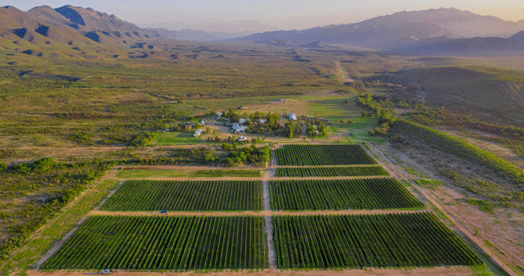 Vinícola El Fortín vineyard