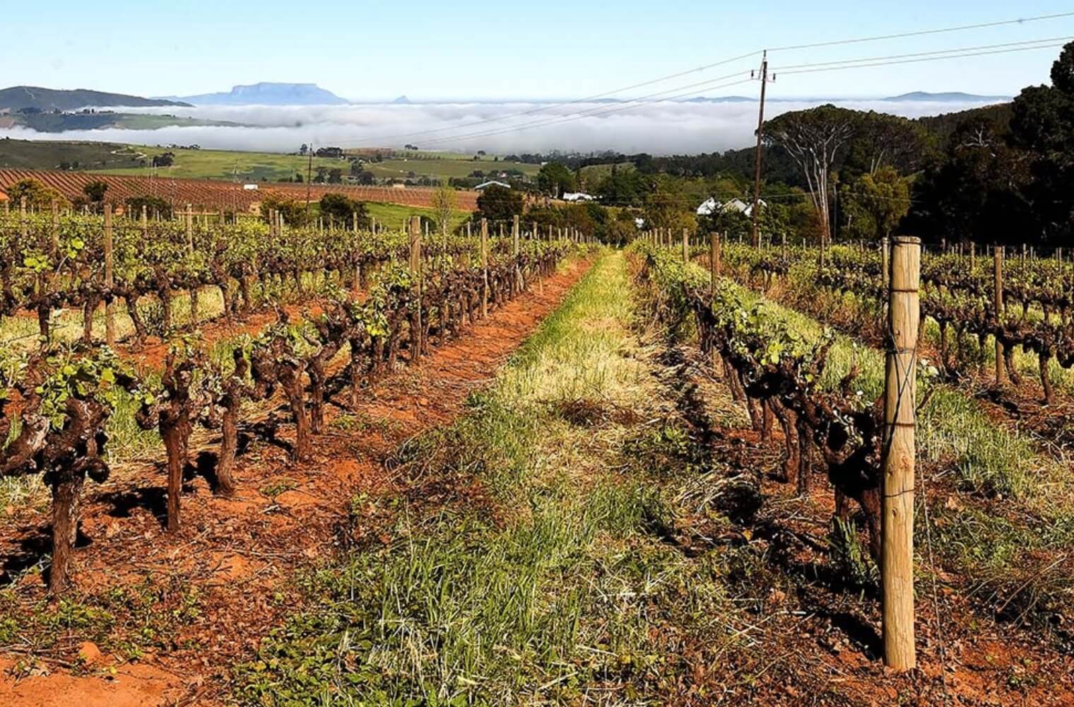 Vineyard