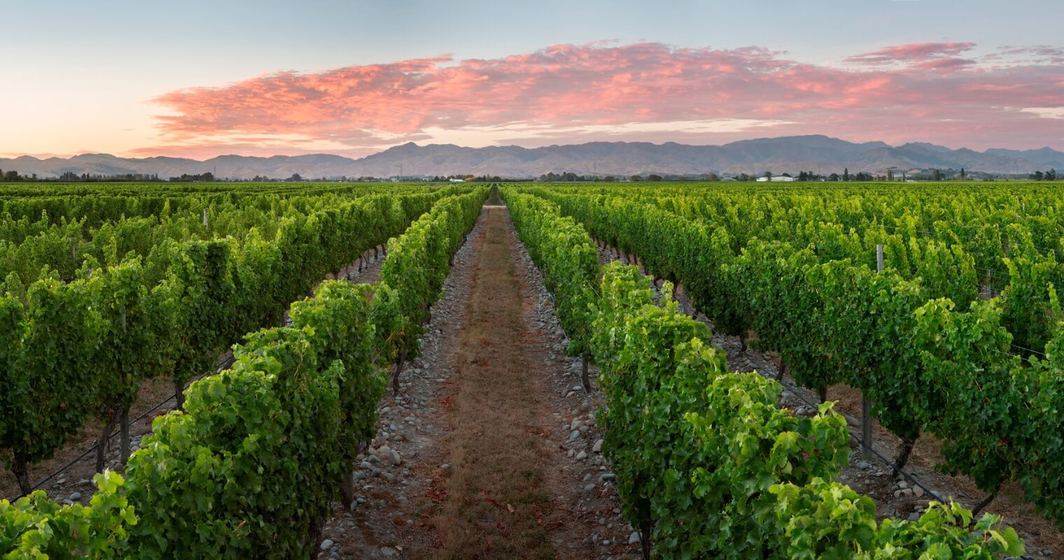 Stoneleigh vineyard covered with sunstones