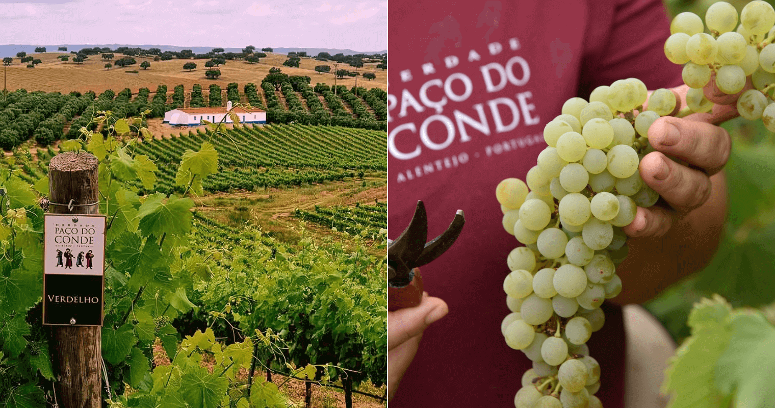 Herdade Paço do Conde vineyard and Antão Vaz