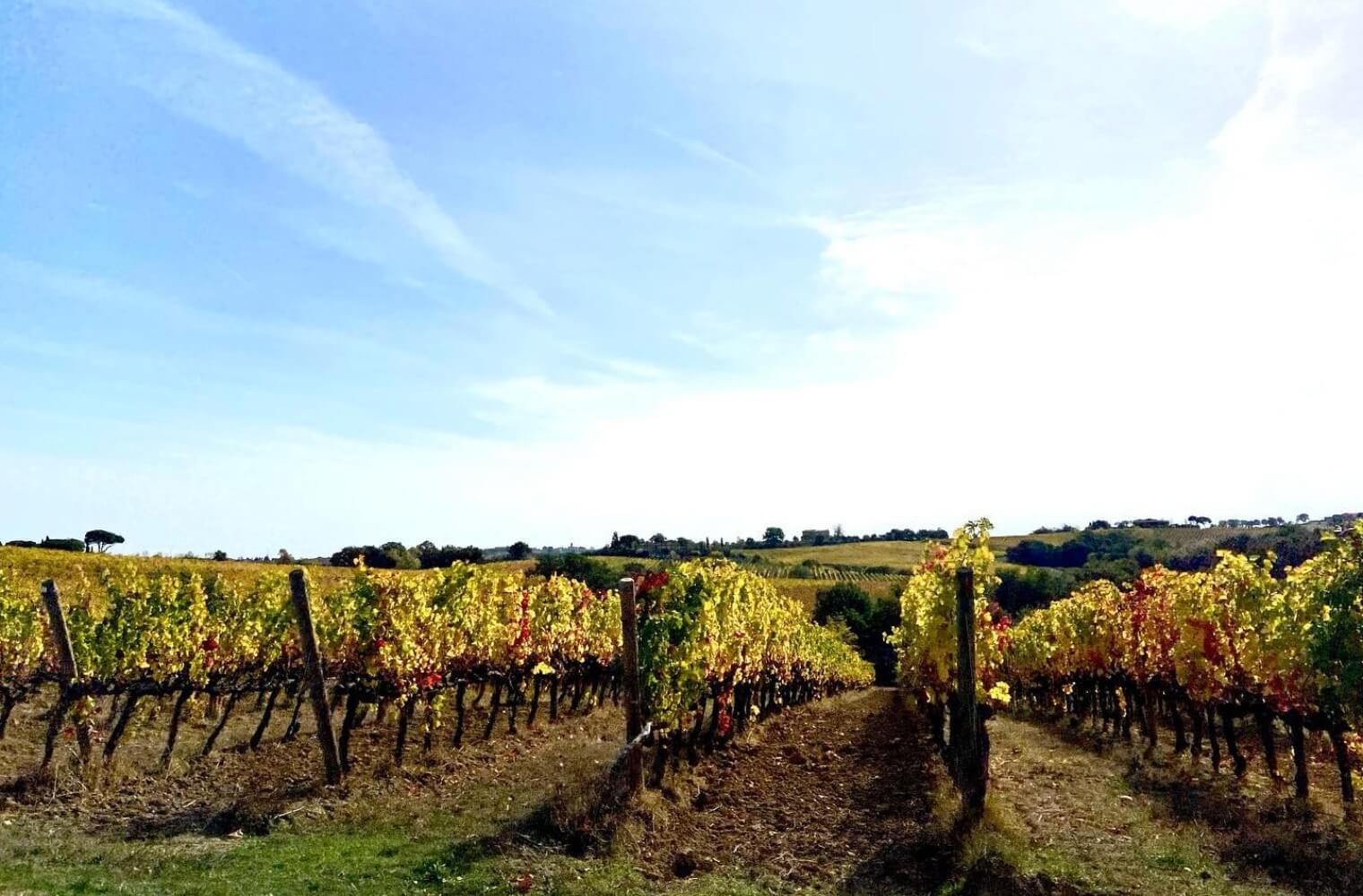Vineyards located in Montepulciano