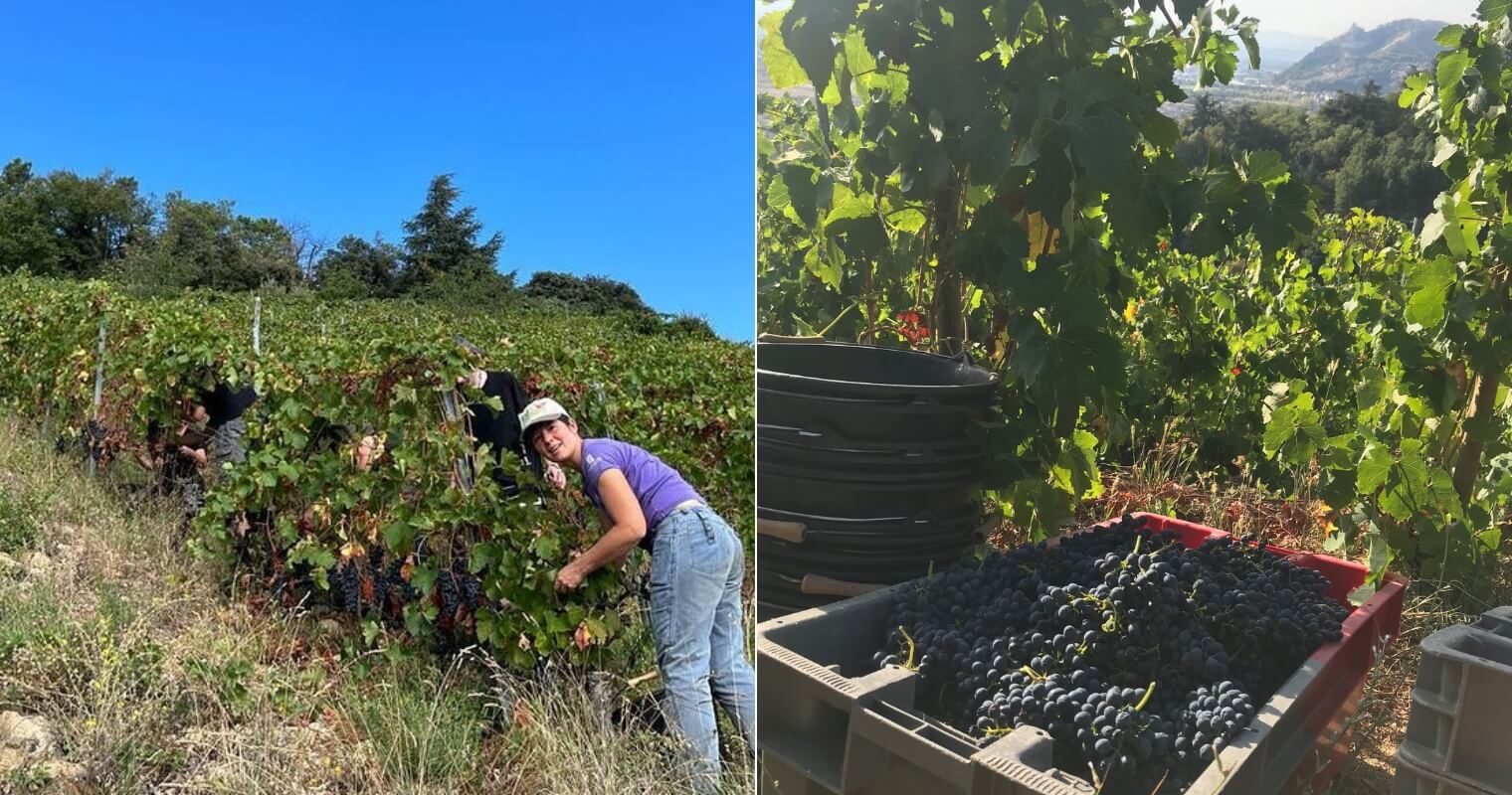 Syrah vines in Jean‑Luc Colombo’s Cornas vineyards
