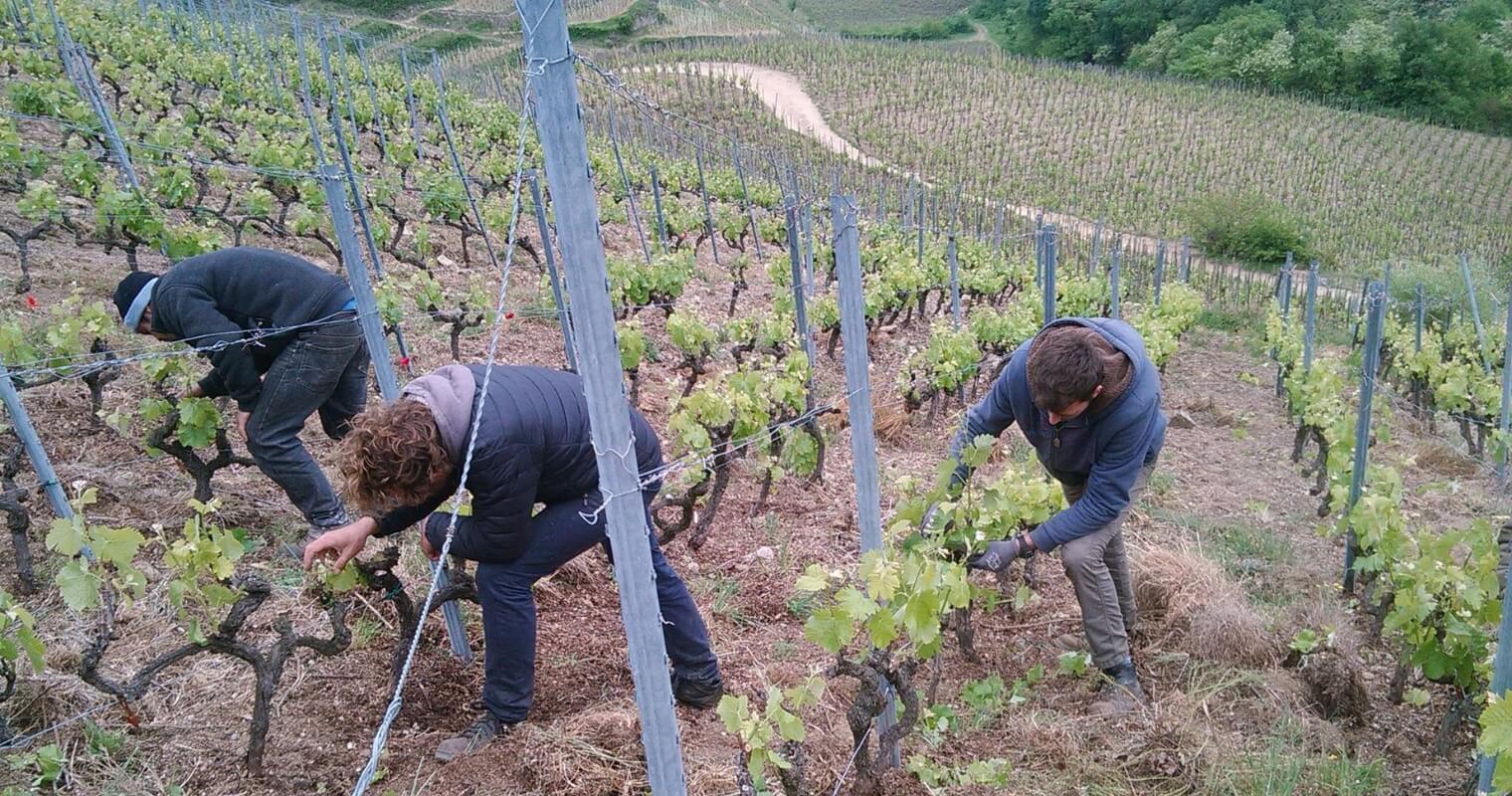 Pruning the vines