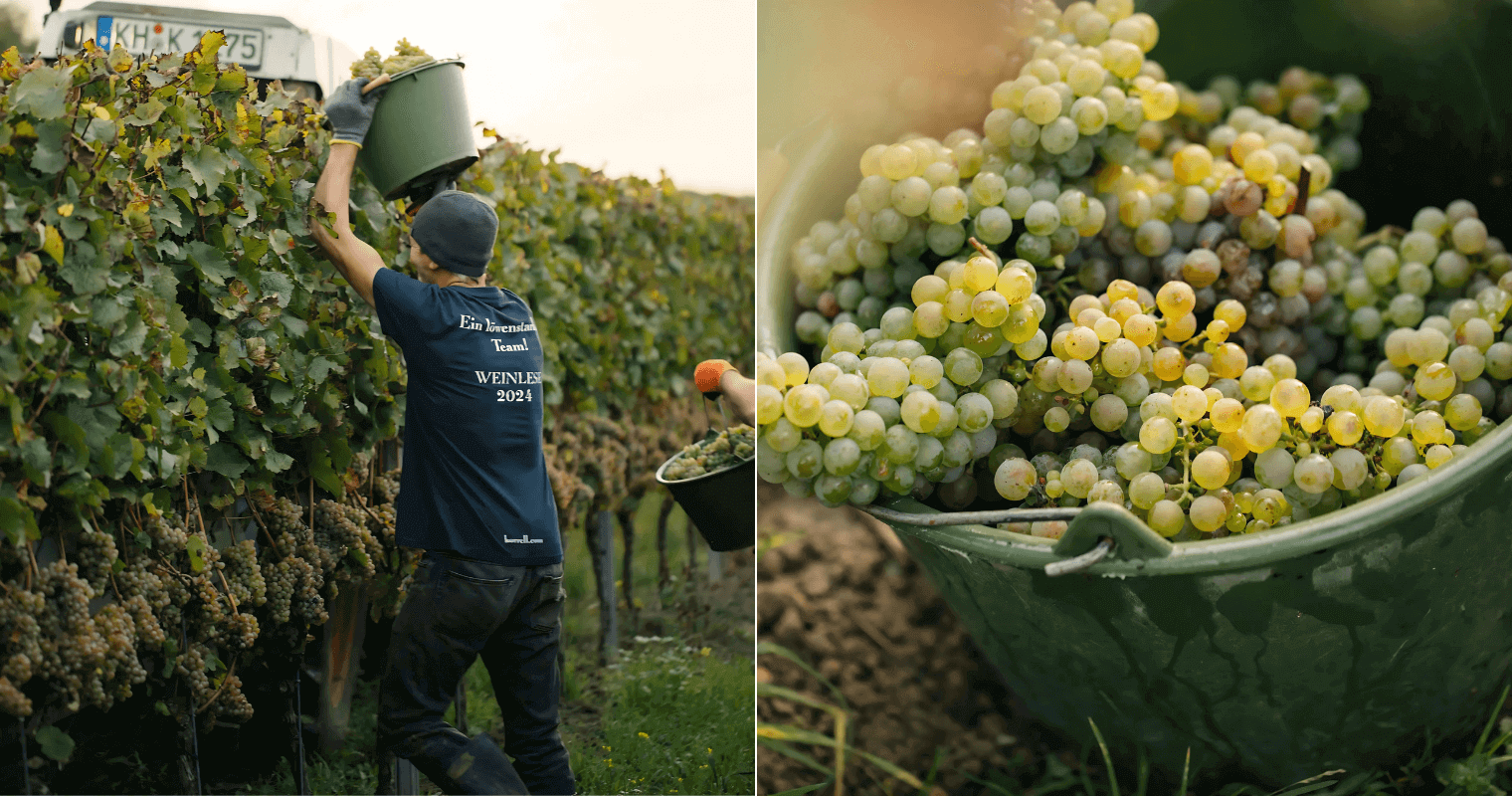 Harvesting Riesling Trocken