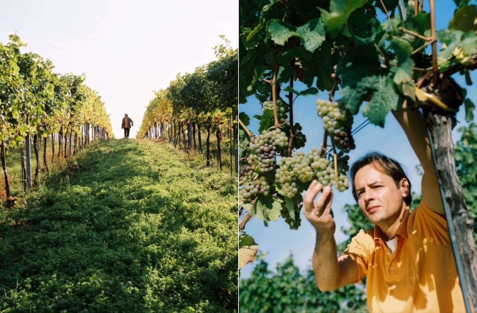 Gottschelle vineyard