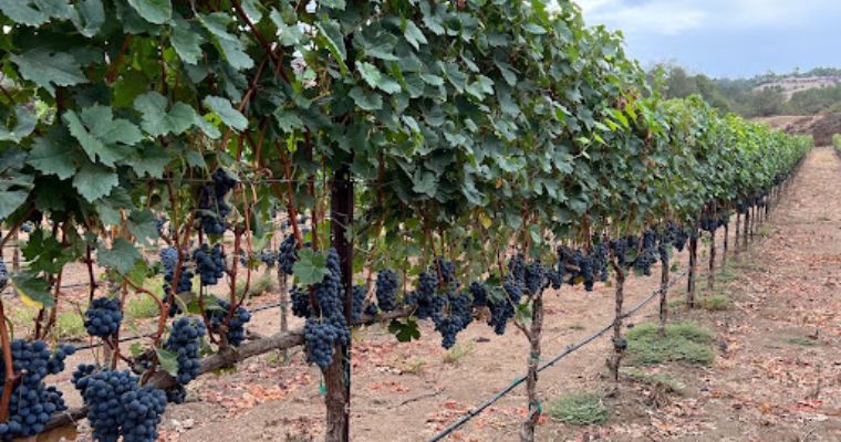 Monserate Vineyards and Winery
