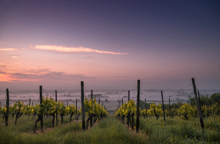 Hungarian Vineyard