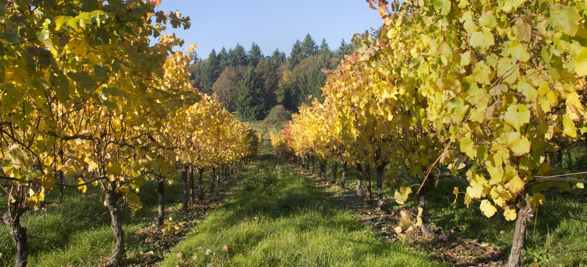 A Brief History of the Lesser Known Rogue Valley Wine Region